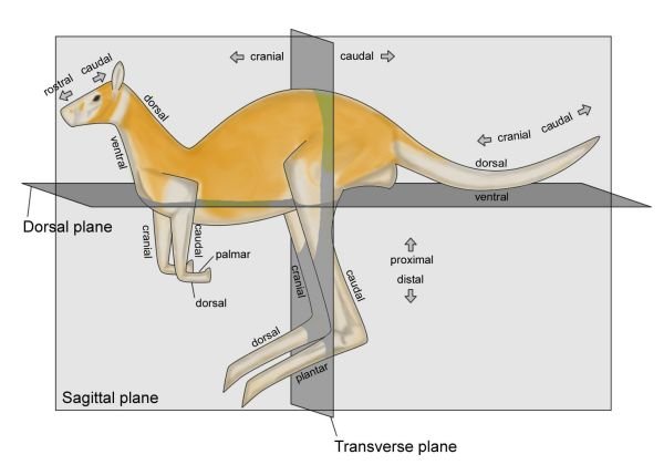 Anatomical directions quadruped