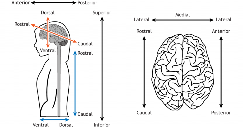 Anatomical directions