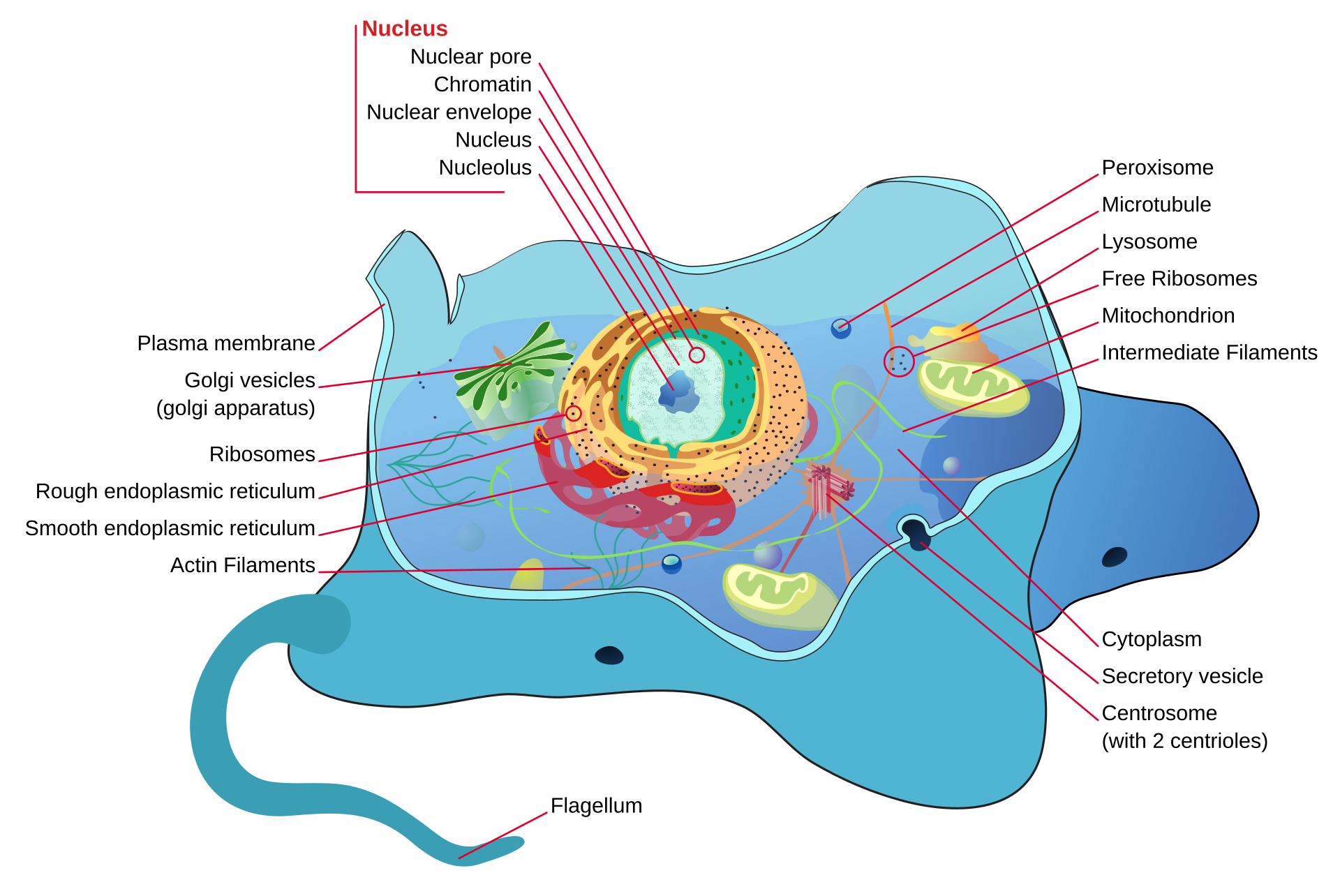 Typical animal cell