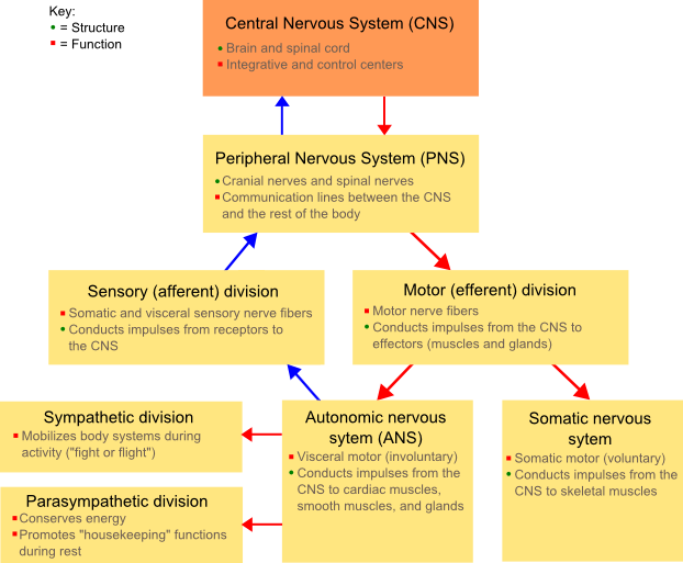 Divisions of NS