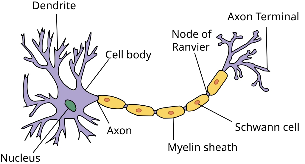 Neuron anatomy