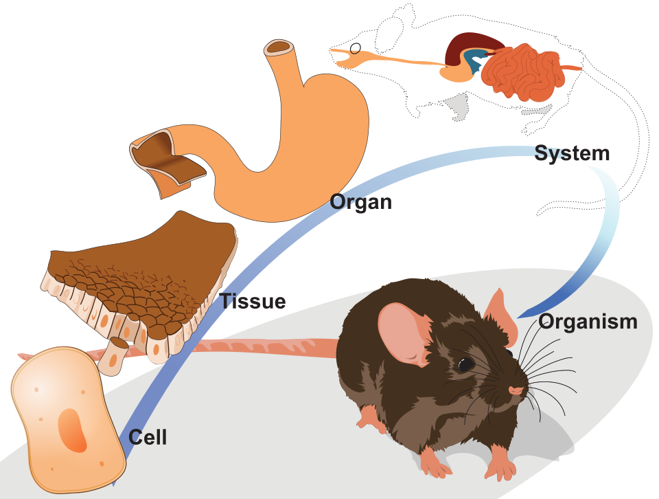 Levels of organization mouse