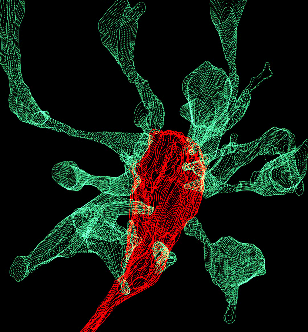 Microglia nibbles synapses