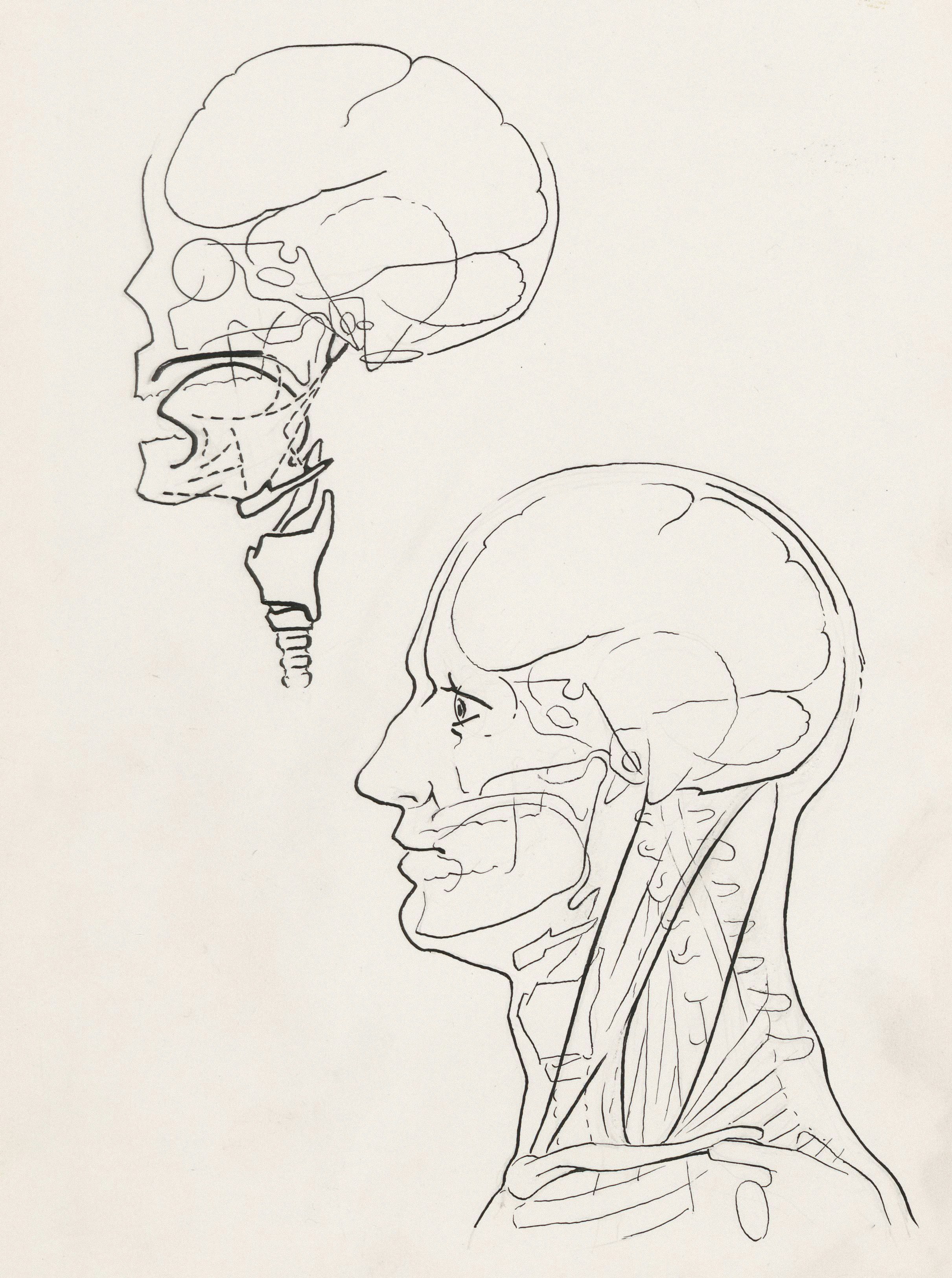 Human brain illustration